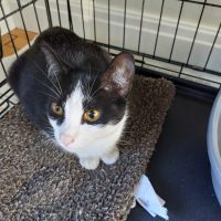 Picture of black and white cat